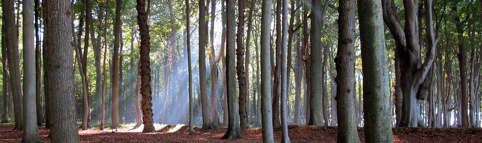 Bild Wald gespenstig